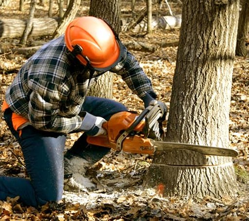 Tree Removal in Wesson, MS